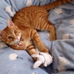 にゃんこ三昧な生活