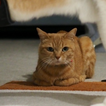 モフフレーム？