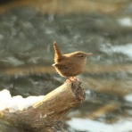 TOMOPP-Picolinmal.（ﾄﾓｯﾌﾟｰﾋﾟｺﾘﾝ丸）