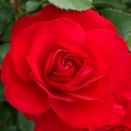 スーリール　ドゥ　モナリザ