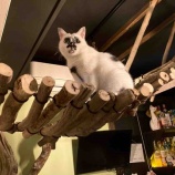 『Muddy Cat 定期便 12/7〜12/11』の画像