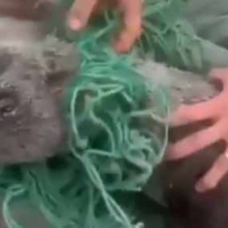 猫の動画 ねこわん！