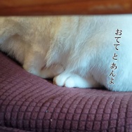 ナスの一番目は取っちゃうんだって。と、キューブ水中花つくりました。