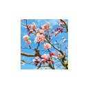 ４月の全体運　２０２６年