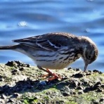 Tokyo_wildbirdpark_blog