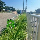 神奈川県平塚市唐ヶ原　現場のカエル