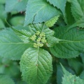 紫陽花の蕾
