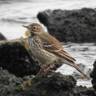 東京港野鳥公園　レンジャーブログ