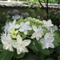 大慈寺の紫陽花　2