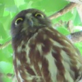 2026天然記念物大銀杏でアオバズクを撮る2🦉📸（足利市鑁阿寺）