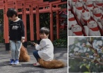 桜の蕾