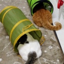 たお、しおコンビ