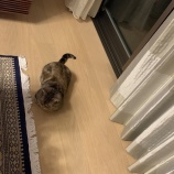 『[イコラブ] 指原莉乃「（かんたろう）落ち着いてるお姉さん🐈」【=LOVE(イコールラブ)】』の画像