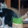 はるちゃんは　やっぱりねこ草が気になっていたね