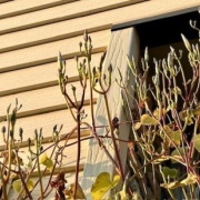 3匹を連れて獣医さんから帰る時に天気が急変