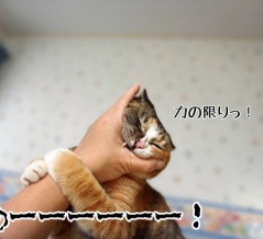猫の日に飼い猫に手を噛まれた