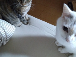 実物のﾈｺﾁｬﾝたちセカンド215