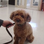 犬の幼稚園　アットホームblog