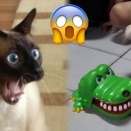 動物おもしろ動画　
