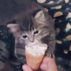 うちの子ネコに少しだけ「アイス」をあげてみた。全部よこせぇ～！ → 子猫はこうなった…