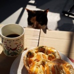 猫だらけ的生活