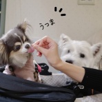 たかシェフのおうちごはん。と、白い犬。と、チワワ。