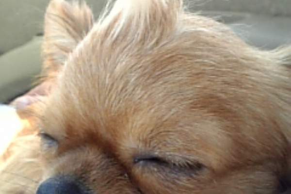 ワンドル 我が家のｱｲﾄﾞﾙ ﾁﾜﾜｰｽﾞ