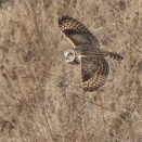 コミミズク飛翔 Short-eared Owl