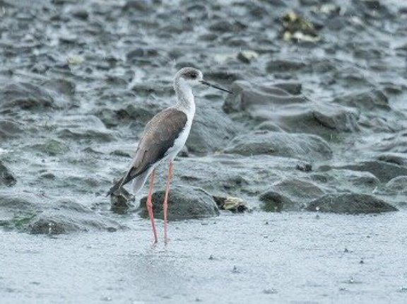 2026年9月6日の野鳥公園