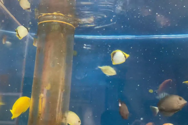 猫吉の海水魚日記 海水魚 混泳 相性