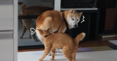 すりすりの後…