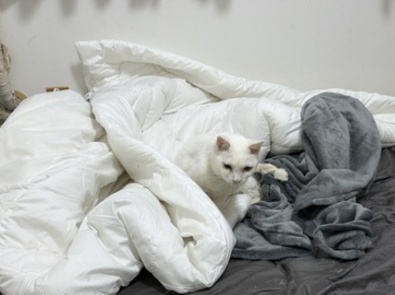 猫の見る悪夢　20260325