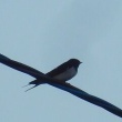 今日の野鳥　ツバメ