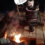 たかシェフのおうちごはん。と、白い犬。と、チワワ。