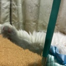 良いですよ