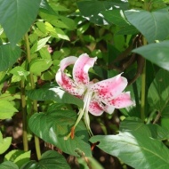 【ガーデニング】赤い実の中で季節外れの花が教えてくれるお買い物♪