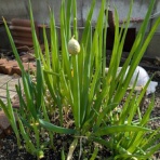 トラッチーのちょこっと日記