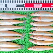 2026年4月16日　釣果