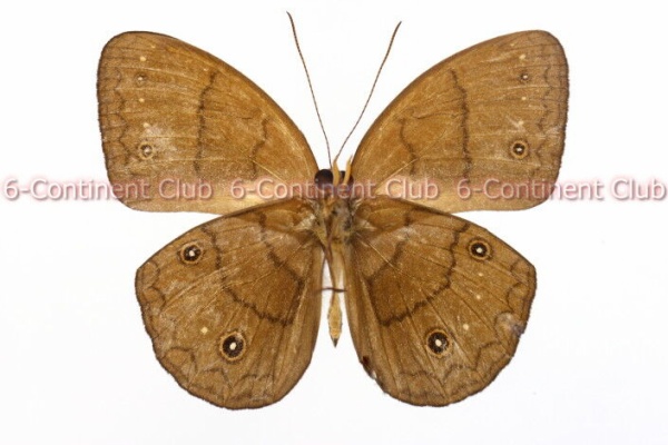 京大蝶研六大陸クラブのTropical Delights - ワモンチョウ族 Amathusiniini