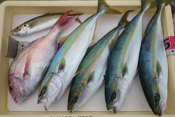 オオモリボート スタッフ釣り日記 14年10月