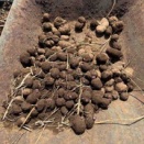 紫大薯ムカゴを林の畑に植える