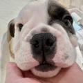 ブル様🐾