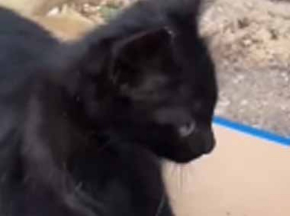 パパとママが「べったり」くっついてた。そこに子供がやってくる → こうしちゃう…