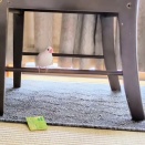 テーブルから咥えてきたカードを弄ぶ文鳥（動画）