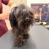 『はじめてのお手入れ。くろみつちゃんのトリミング記録』の画像