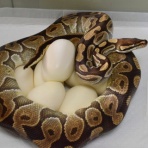 Santeria [Ball Python & Geckos]