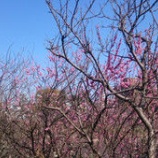 『梅より桜？』の画像