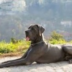 世界一大きい犬「グレート・デーン」デカすぎワロタｗｗｗｗｗｗｗ 	
