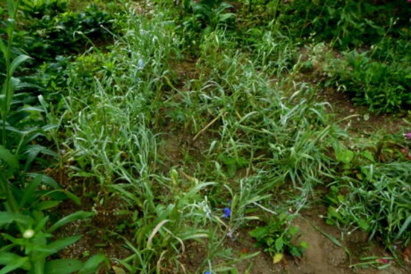 三角花壇にガイラルディア つ 私ってガン