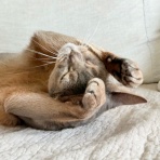 おうちごはんとおかしとねこ